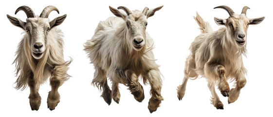 Collection of white goats running isolated on white background