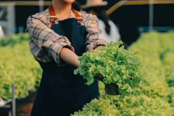 Woman gardener inspects quality of green oak lettuce in greenhouse gardening. Female Asian...