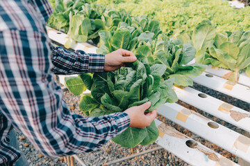 Woman gardener inspects quality of green oak lettuce in greenhouse gardening. Female Asian...