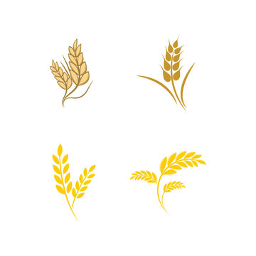 Agriculture wheat logo vector template symbol design