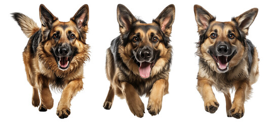 Collection of German shepherd dogs with brown and black fur, in different poses, isolated on white...