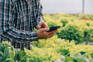 Woman gardener inspects quality of green oak lettuce in greenhouse gardening. Female Asian...