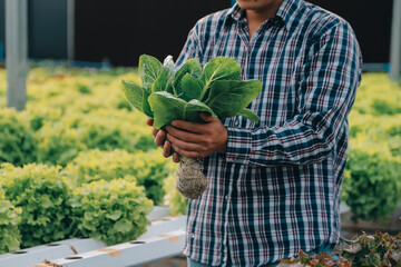 Woman gardener inspects quality of green oak lettuce in greenhouse gardening. Female Asian...
