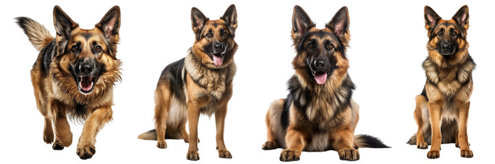 Collection of German shepherd dogs with brown and black fur, in different poses, isolated on white background