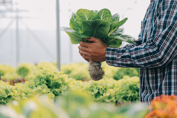 Woman gardener inspects quality of green oak lettuce in greenhouse gardening. Female Asian...