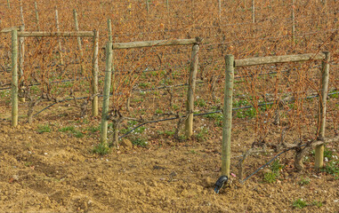 Vines with irrigation pipes in the vineyards of Rioja