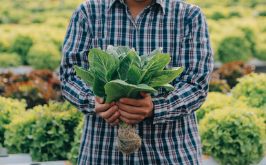 Woman gardener inspects quality of green oak lettuce in greenhouse gardening. Female Asian...