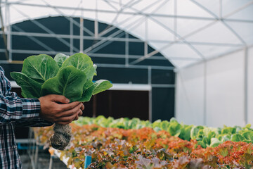Woman gardener inspects quality of green oak lettuce in greenhouse gardening. Female Asian...