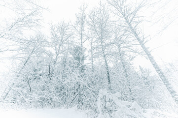 Fototapeta na wymiar Winter snow covered trees