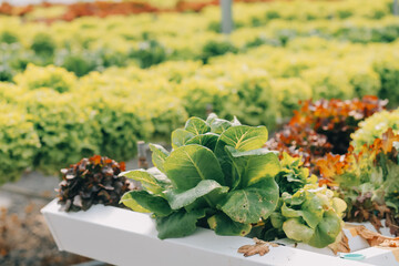 Woman gardener inspects quality of green oak lettuce in greenhouse gardening. Female Asian...