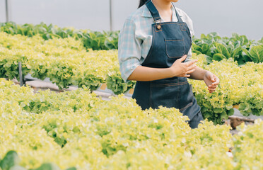 Woman gardener inspects quality of green oak lettuce in greenhouse gardening. Female Asian...
