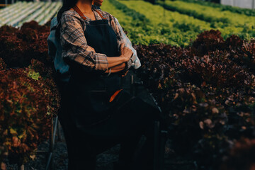 Woman gardener inspects quality of green oak lettuce in greenhouse gardening. Female Asian...