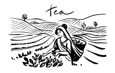 Sketch woman picking tea leaf in plantation. Tea making process part drawing.