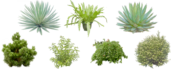 set of watercolor hand drawn paintings with asset illustrations of green plant tree isolated on white background. High resolution transparent PNG, random plants and bush