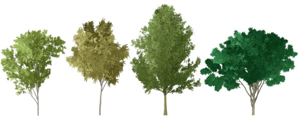 set of watercolor hand drawn paintings with asset illustrations of green tree isolated on white background. High resolution transparent PNG, random shape of oak tree 