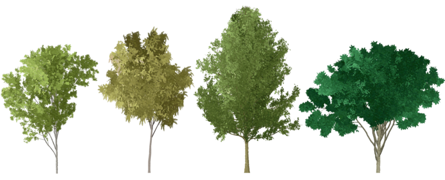 set of watercolor hand drawn paintings with asset illustrations of green tree isolated on white background. High resolution transparent PNG, random shape of oak tree 