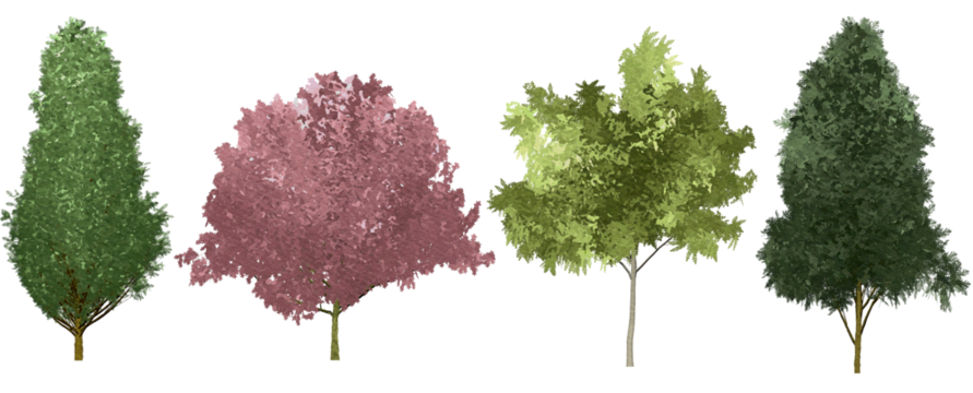 set of watercolor hand drawn paintings with asset illustrations of green tree isolated on white background. High resolution transparent PNG, random 4 species of tree, sakura tree