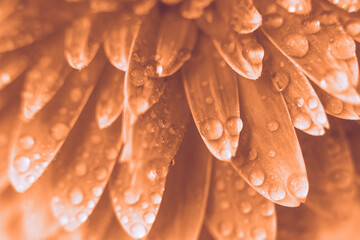 Peach Fuzz Gerbera flower petals with drops of water. abstract background.