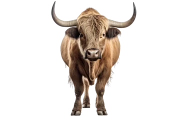 Küchenrückwand glas motiv Strongest dark brown bull with muscles and long horns portrait looking at camera isolated on clear png background, Animals Fighter concept © TANATPON