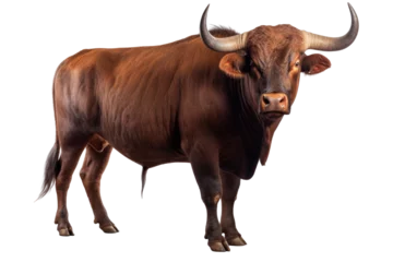 Foto op Canvas Strongest dark brown bull with muscles and long horns portrait looking at camera isolated on clear png background, Animals Fighter concept © TANATPON