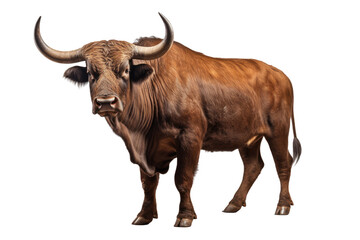 Fototapeta premium Strongest dark brown bull with muscles and long horns portrait looking at camera isolated on clear png background, Animals Fighter concept