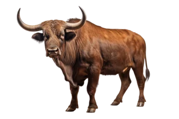 Deurstickers Strongest dark brown bull with muscles and long horns portrait looking at camera isolated on clear png background, Animals Fighter concept © TANATPON