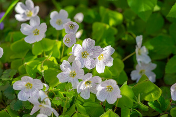 Oxalis acetosella common wood sorrel white group of wild flowers in bloom, woodland small flowering plant