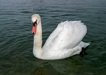 The mute swan (Cygnus olor), adult bird swimming in the sea