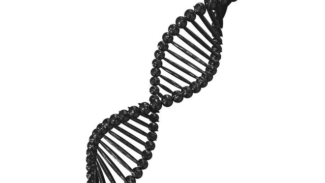 DNA molecule from particles isolated on white background. Abstract white DNA  rotating animation. Science and medicine concepts. Seamless looping animation of rotating DNA 