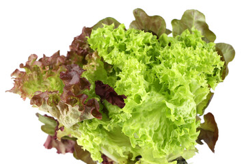 Lettuce - 689783282
