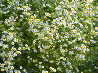 Tanacetum parthenium | Feverfew - Featherfew -  False chamomile - Bachelor's button -  Febrifuge...