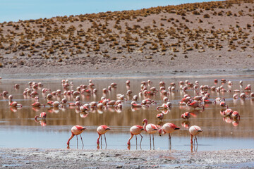 Flamingo in Bolivia