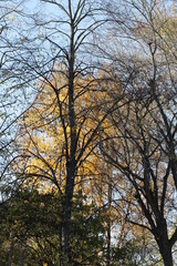 colorful leaves and trees in park at autumn