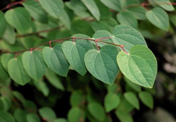 green foliage of Cercidiphyllum japonicum tree close up