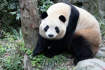 Obraz premium Cute Sweet Panda, Mei Lan aka Rou Rou. Panda Valley