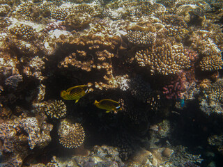  Diagonal Butterfly Fish ( CHAETODON FASCIATUS ) photographed while snorkeling in the red sea.