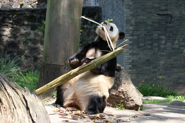 Close up Panda eating Bamboo