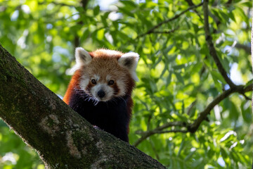 Western red panda (Ailurus fulgens fulgens), also known as the Nepalese red panda.	