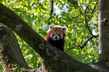 Western red panda (Ailurus fulgens fulgens), also known as the Nepalese red panda.	