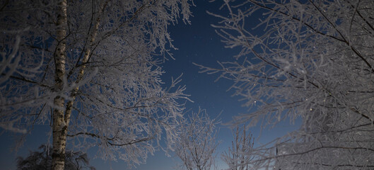 White Frost Covered Birch Trees at Night