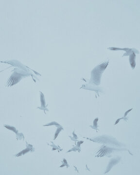 seagull in flight