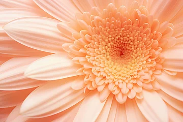 Fotobehang close up of a beautiful gerbera flower in the color of the year 2024 peach fuzz © World of AI