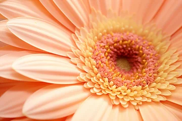 Foto op Plexiglas close up of a beautiful gerbera flower in the color of the year 2024 peach fuzz © World of AI