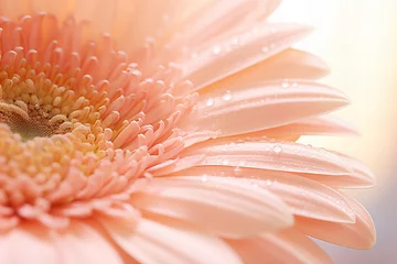 Zelfklevend Fotobehang close up of a beautiful gerbera flower in the color of the year 2024 peach fuzz © World of AI