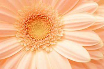 Fototapeten close up of a beautiful gerbera flower in the color of the year 2024 peach fuzz © World of AI