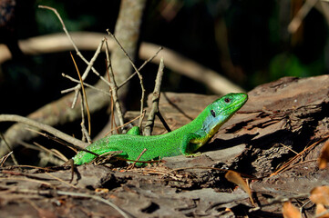 Westliche Riesensmaragdeidechse // Balkan green lizard (Lacerta trilineata trilineata) - Strofilia, Peloponnes, Griechenland
