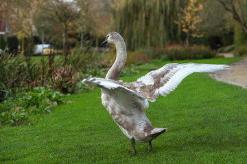 Young mute swan (Cygnus olor) with wings spread on a green meadow