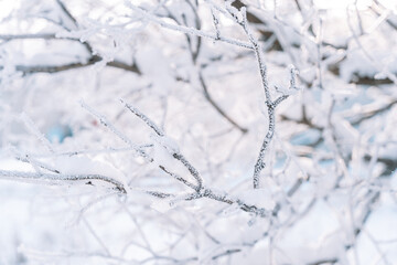 Empty bare branches covered with frost and snow.