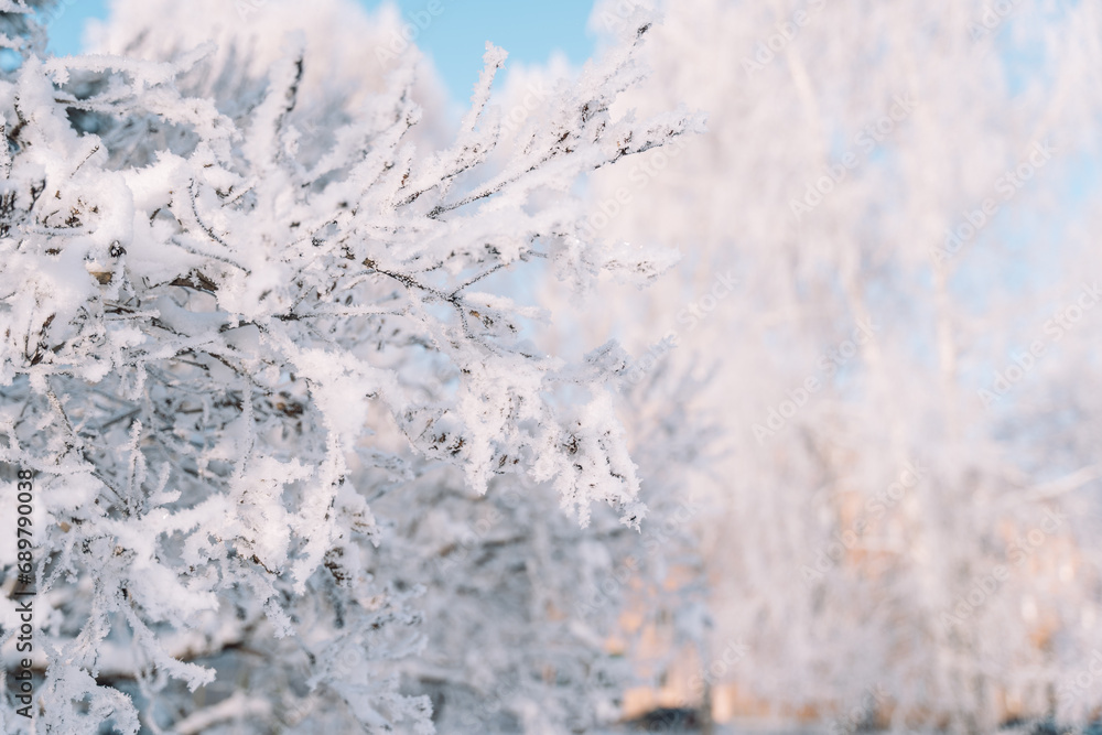 Wall mural empty bare branches covered with frost and snow.
