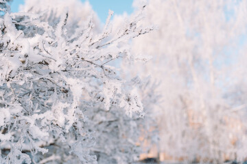 Fototapeta premium Empty bare branches covered with frost and snow.